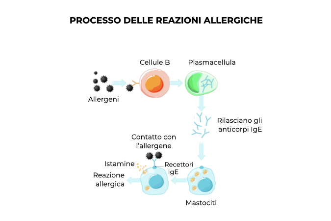 Illustrazione che spiega il processo di reazione allergica 