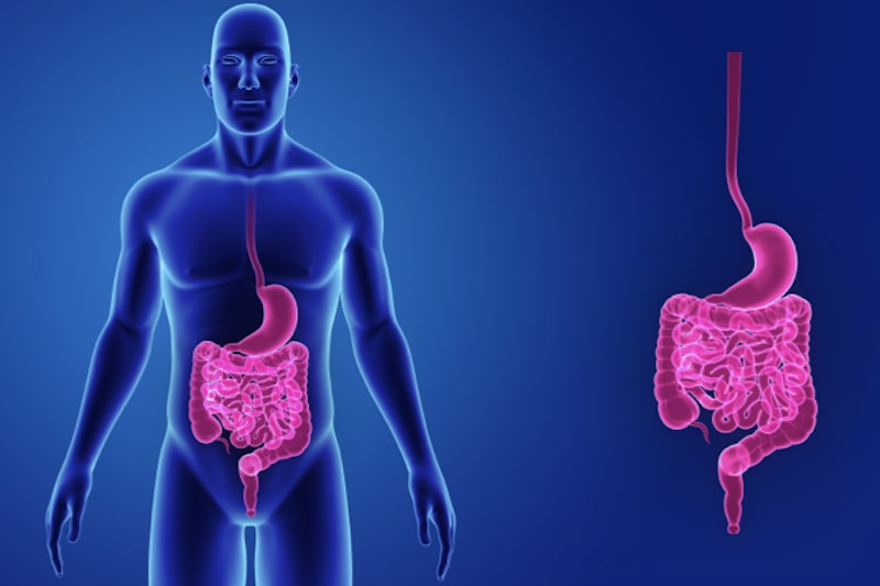 Illustrazione 3d di un intestino per descrivere la defecografia
