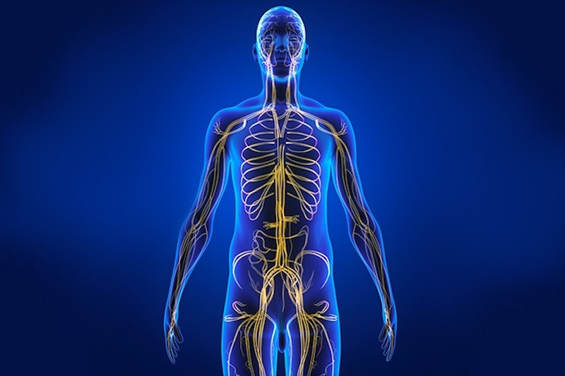 Illustrazione 3d del sistema nervoso per descrivere il ganglioneuroma