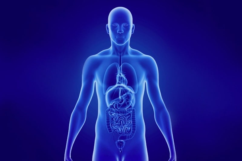 Illustrazione 3d del corpo umano per descrivere la Fibroscopia