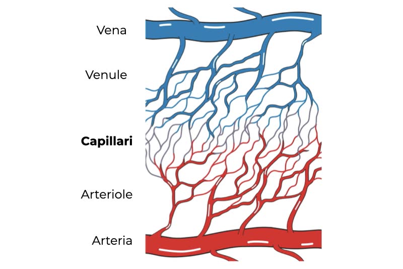 Illustrazione grafica di vene, venole, capillari, arteriole e arterie per spiegare dove opera la capillaroscopia