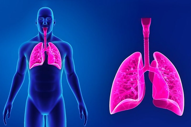 Illustrazione 3d del polmone per descrivere l'asma allergico
