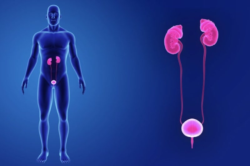 Illustrazione 3d della vescica e dei reni per descrivere l'estrofia vescicale