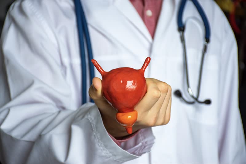 Illustrazione di un urologo con in mano il modello di una vescica urinaria con prostata nella loro anatomia
