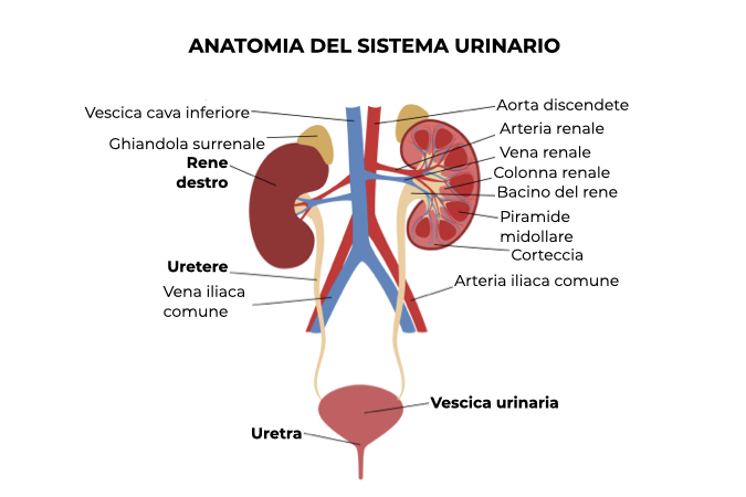 Illustrazione dell'anatomia del sistema urinario