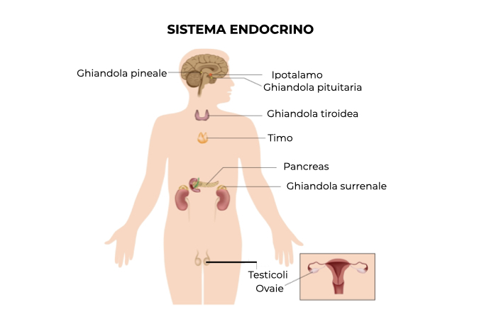 Illustrazione del corpo umano con specifica dei componenti del sistema endocrino