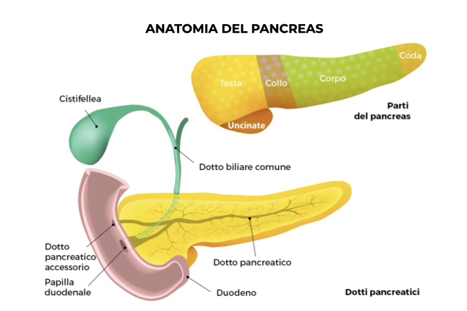 Illustrazione del pancreas con focus sulle varie porizioni ed elementi componitivi, tra cui il dotto biliare comune, il dotto pancreatico accessorio, cistifellea, papilla duodenale, duodeno