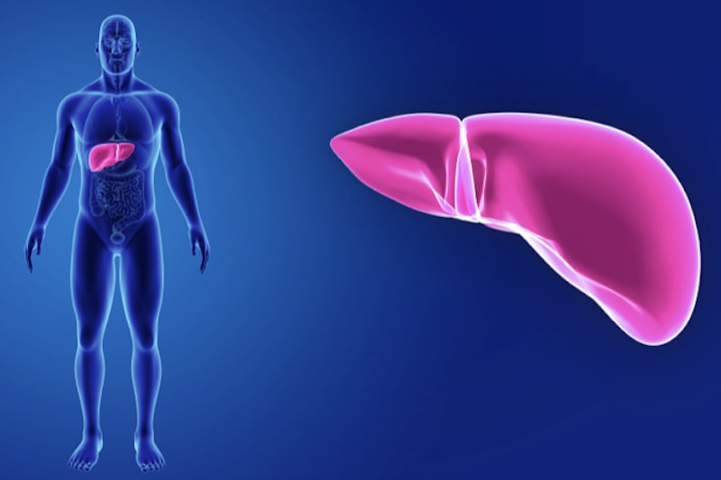 Illustrazione 3d di un fegato per descrivere il trapianto di fegato