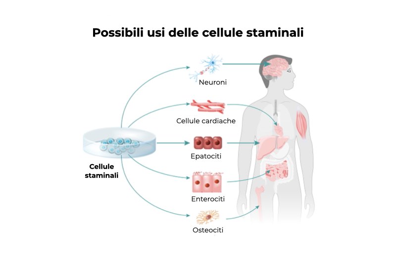 Illustrazione che rappresenta alcune delle principali applicazioni di cellule staminali, tra neuroni, cellule cardiache, epatociti, entoriciti, osteociti, attraverso la tecnica del trapianto di cellule staminali