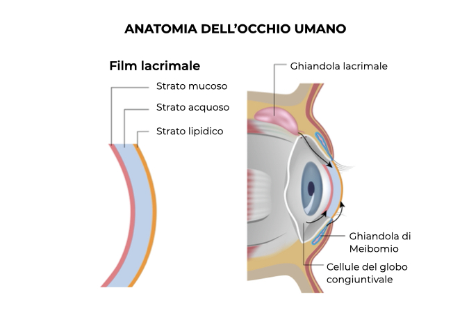 Illustrazione anatomia dell'occhio umano 