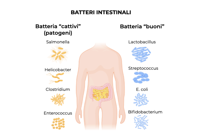 Illustrazione dei batteri intestinali buoni e patogeni