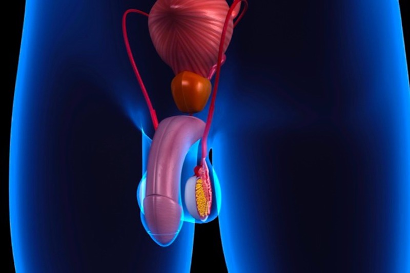 Illustrazione dell'organo genitale maschile per descrivere lo spermiogramma
