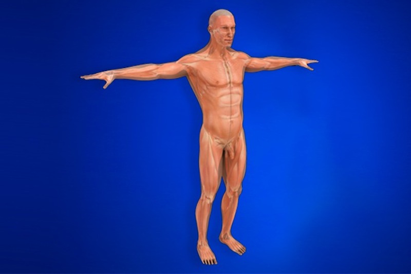 Illustrazione 3d dei muscoli del corpo umano per descrivere l'impedenziometria