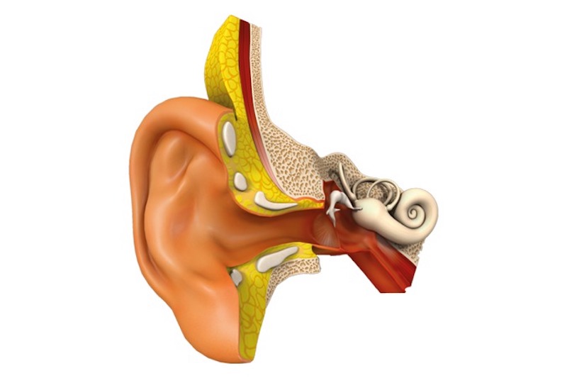 Illustrazione 3d dell'orecchio per descrivere l'esame vestibolare