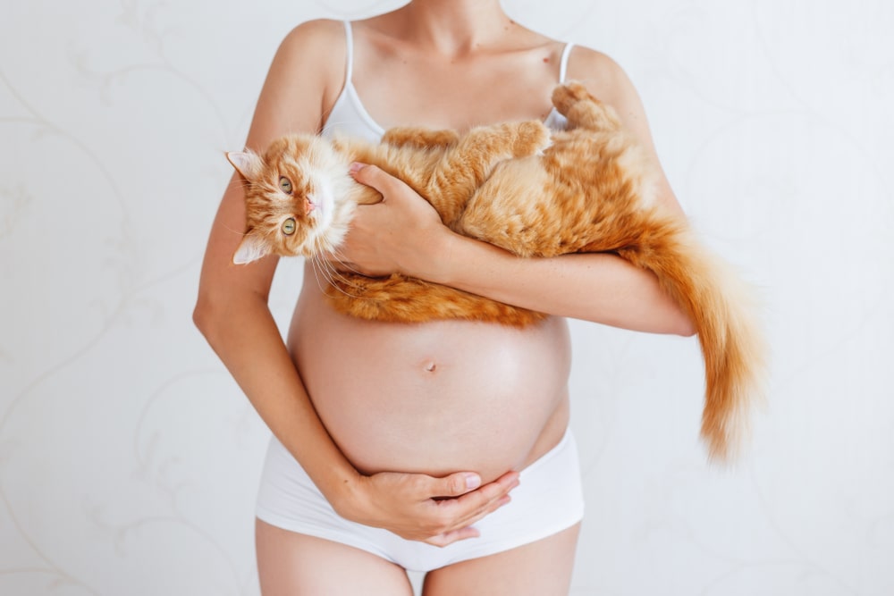 Primo piano della pancia di una donna in gravidanza che tiene in braccio un gatto, potenziale rischio di toxoplasmosi 