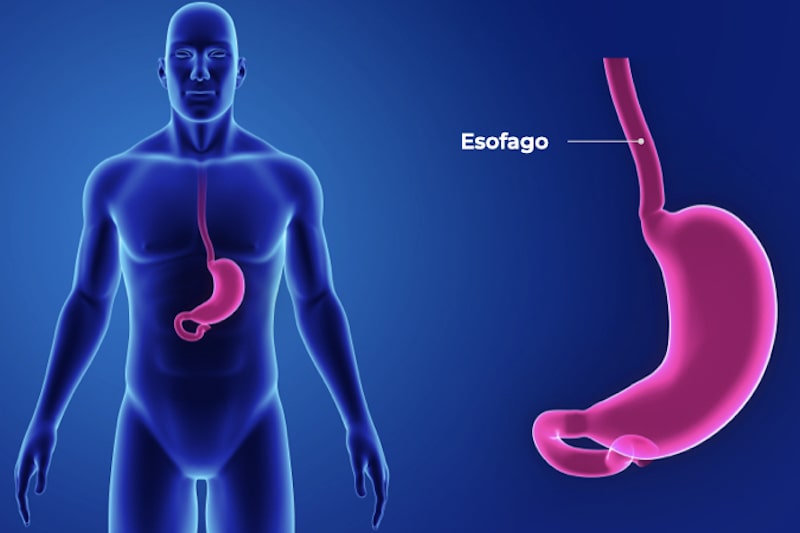 Illustrazione 3d dell'esofago per descrivere la manometria esofagea