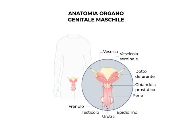 Illustrazione anatomia organo genitale maschile