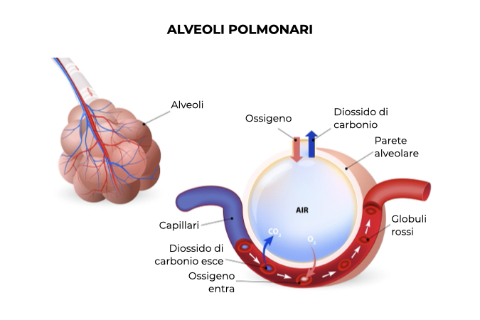 Anatomia degli alveoli polmonari