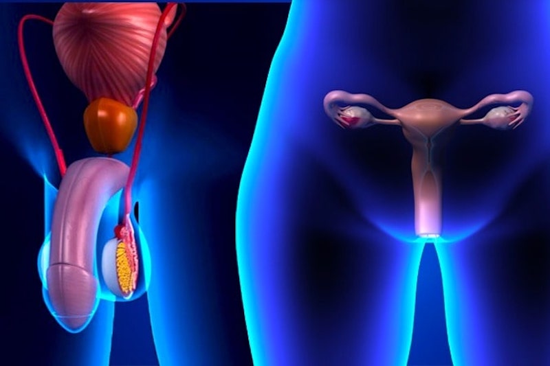 Illustrazione 3d degli organi genitali maschile e femminile per descrivere la candidosi