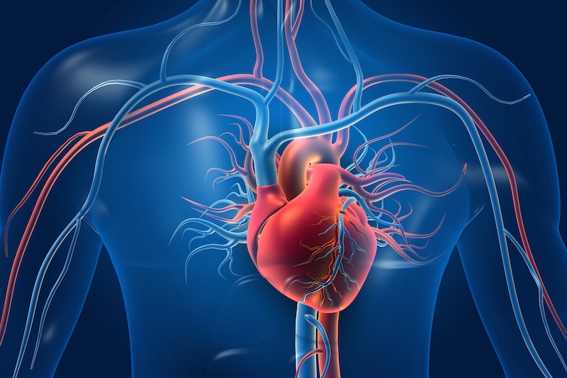 Illustrazione 3d del sistema cardiocircolatorio per descrivere l'angioma