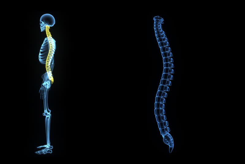 Illustrazione 3d di uno scheletro laterale per descrivere la spina dorsale