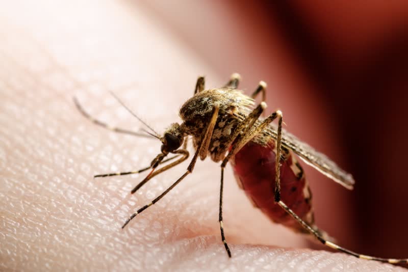 Primo piano di zanzara, uno degli insetti che può trasportare patologie della famiglia delle elmintiasi