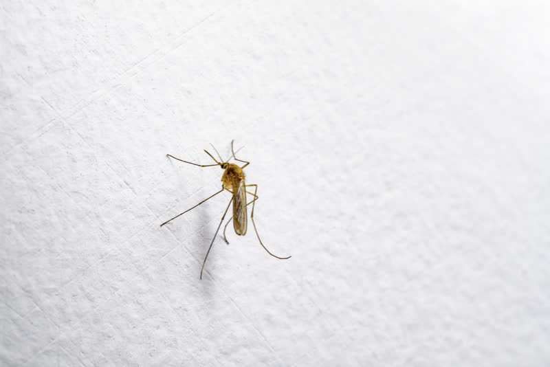 Foto di zanzara, la principale forma di trasmissione della febbre dengue 