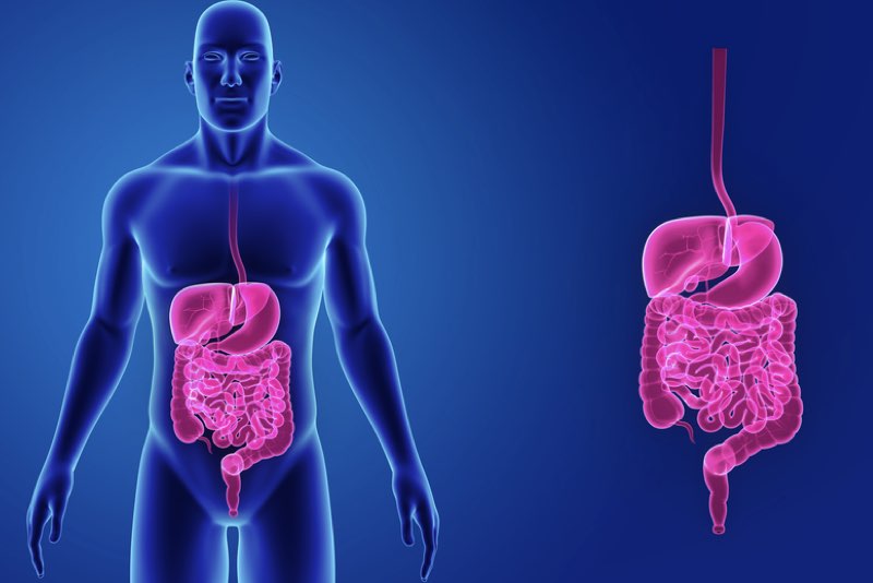 Illustrazione 3d di stomaco, intestino, fegato e colecisti per descrivere la colecistectomia